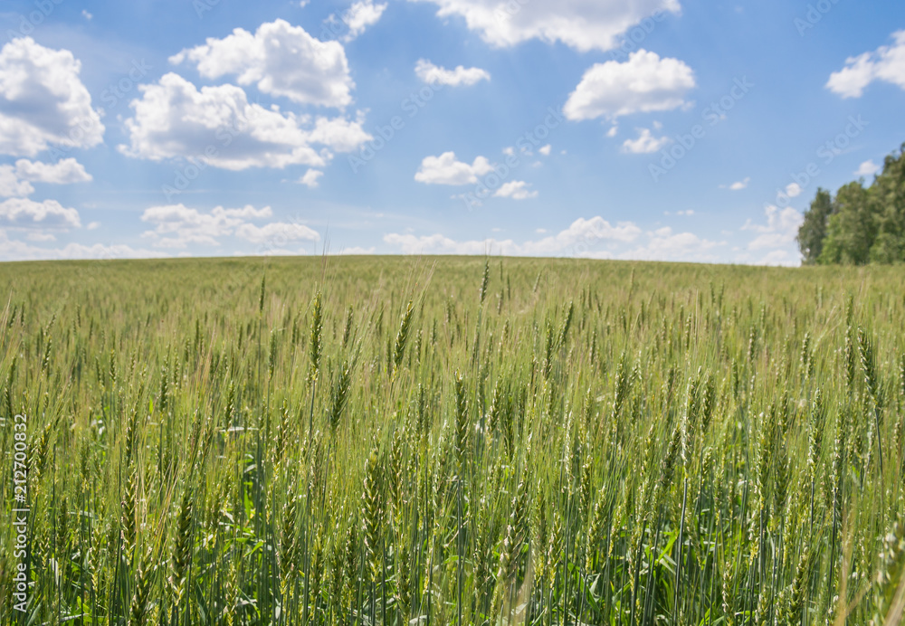 Sown field, sky, clouds Sown field, sky, clouds