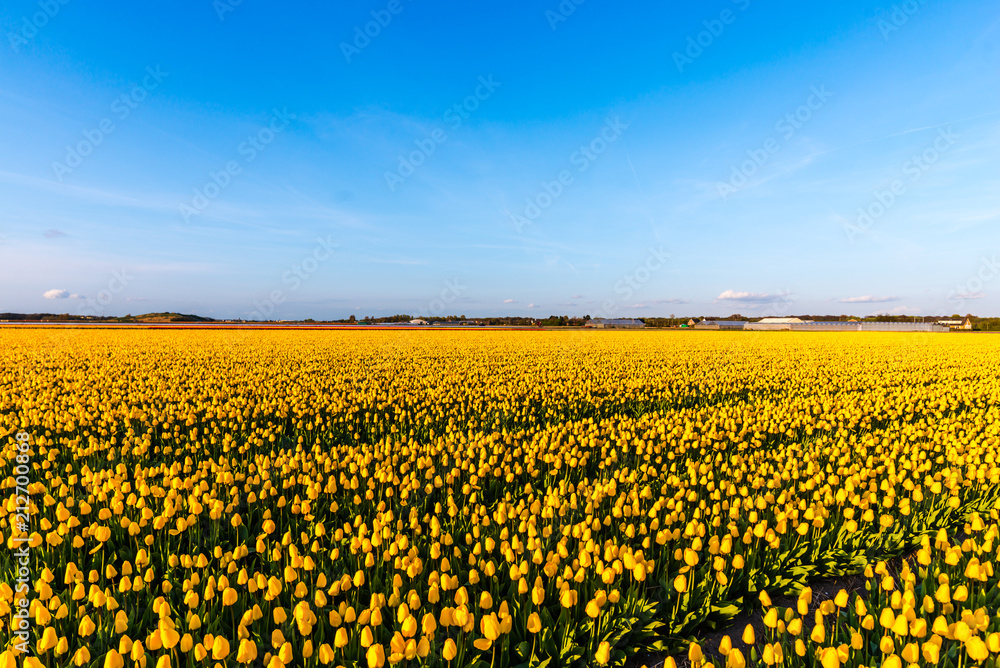 Fototapeta premium Holland landscape at the springtime