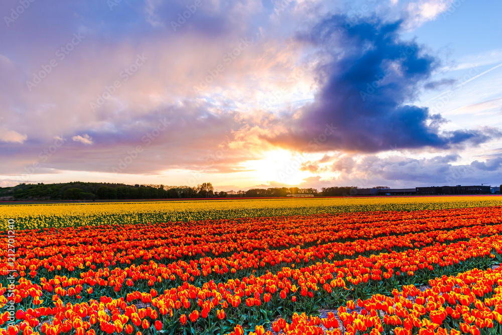 Sunset in flowers tulips fierld
