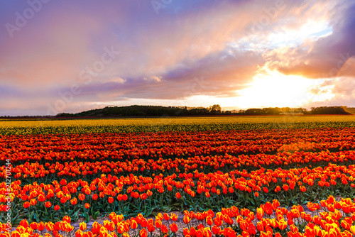 Sunset in flowers tulips fierld