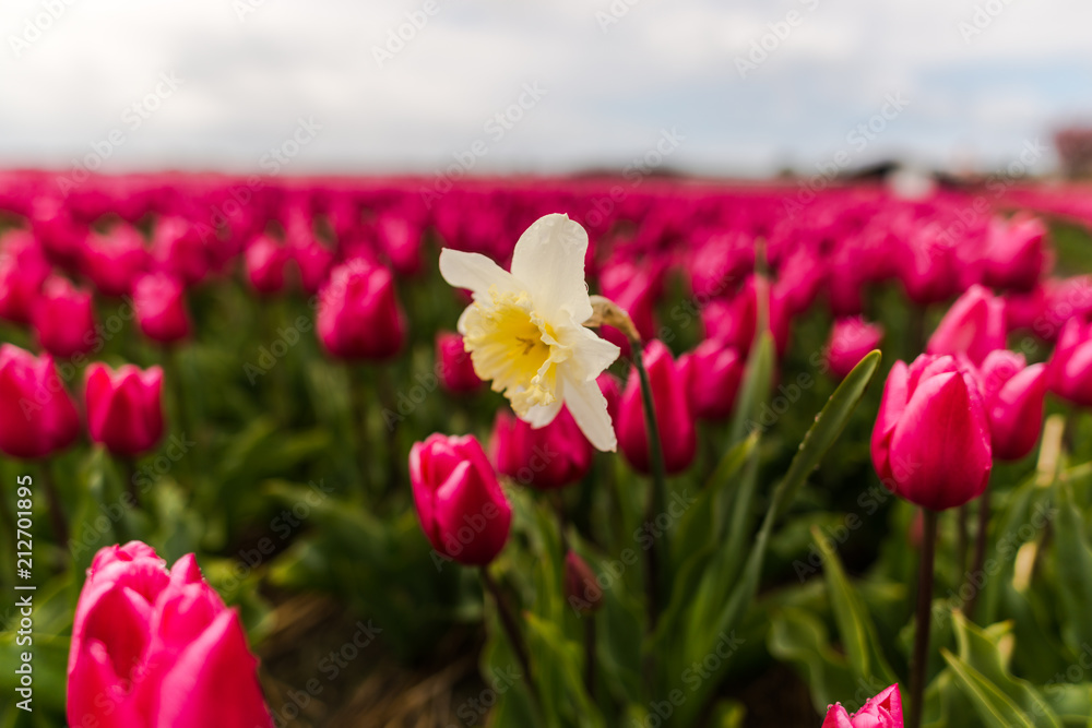 Obraz premium Amazing flowers field