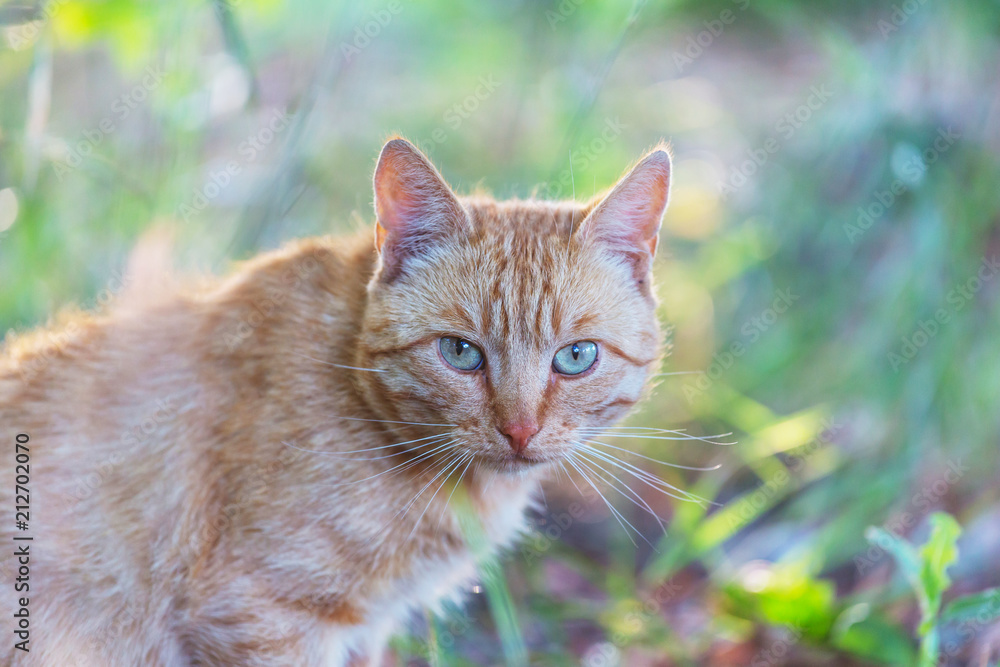Cat Cat