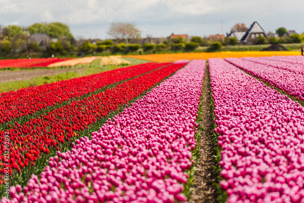 Tulips flowers field in Holland Tulips flowers field in Holland