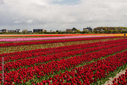 Tulips flowers field in Holland © somra