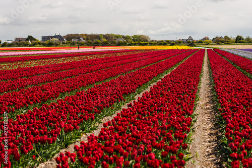 Tulips flowers field in Holland