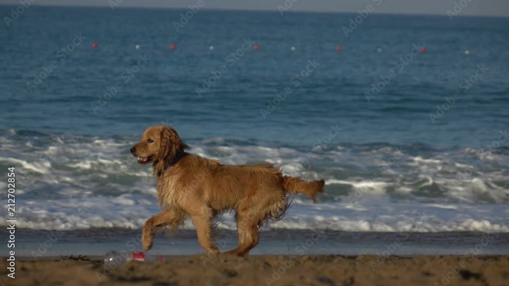 Happy Cocker Spaniel at the beach. Sea coast. Slow motion. Happy Cocker Spaniel at the beach. Sea coast. Slow motion.