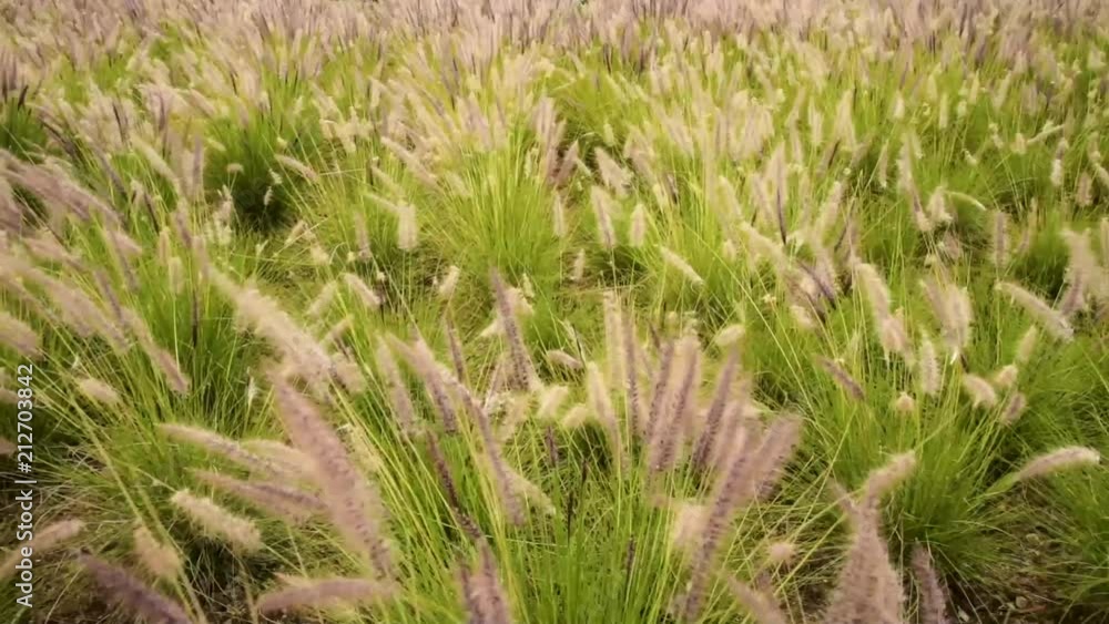 Wheat field close up slow motion Wheat field close up slow motion