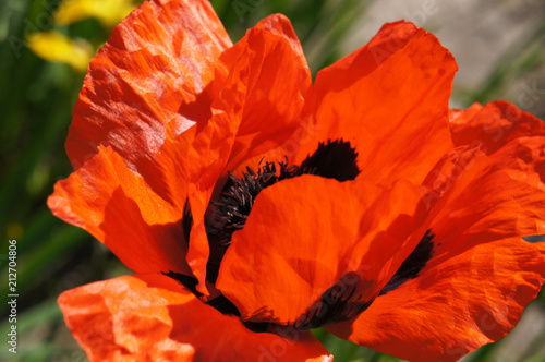 Fototapeta Naklejka Na Ścianę i Meble -  Papaver orientale or oriental poppy red with black flower head close up
