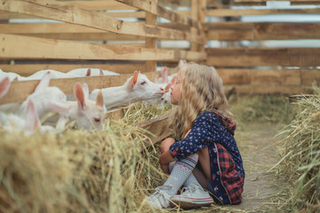side view of kid going to kiss goat at barn