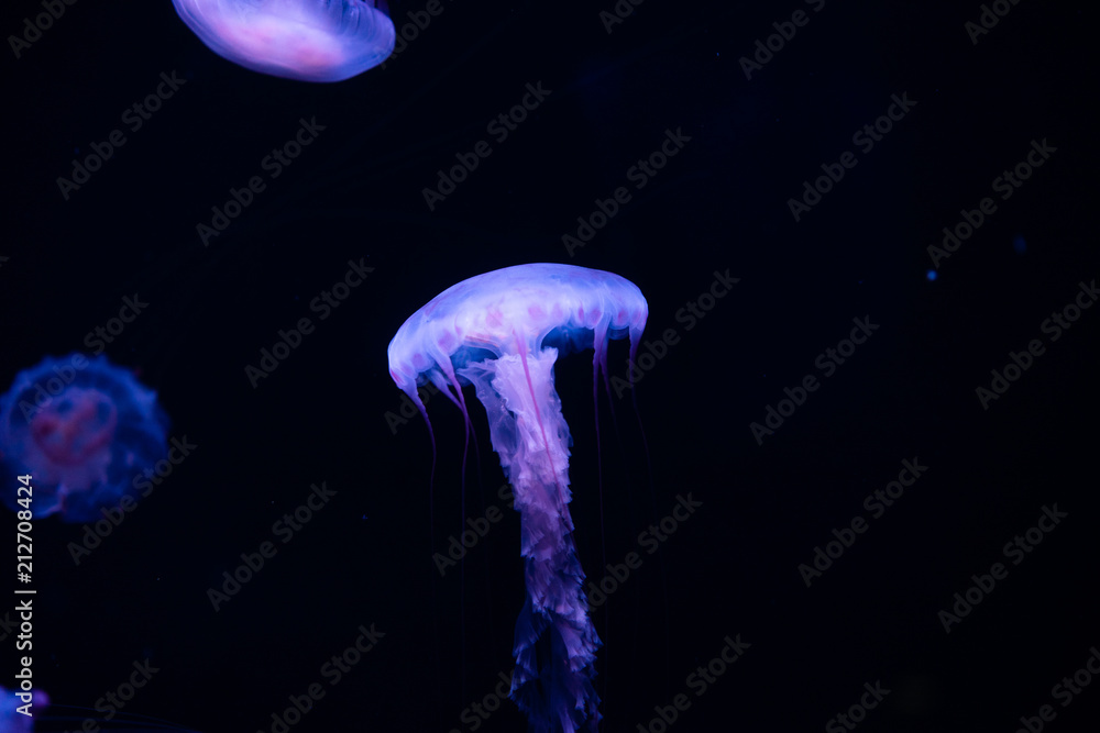 Fototapeta premium Jellyfish