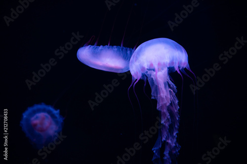 Jellyfish © xinyu
