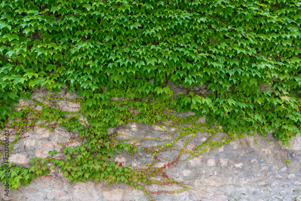 Obraz premium überwachsene Mauer