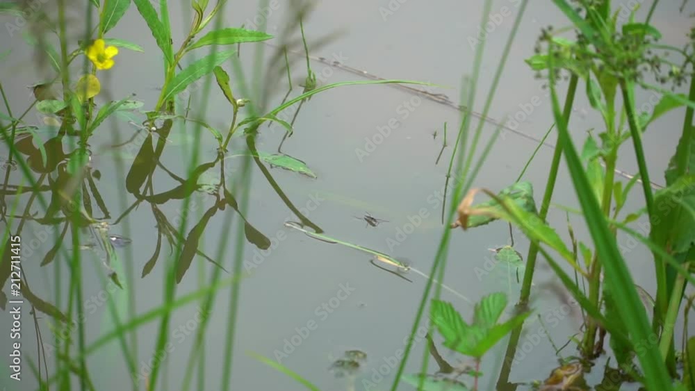 gerridae on a surface of water