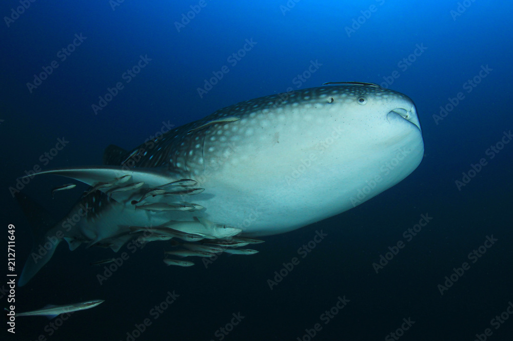 Obraz premium Whale Shark