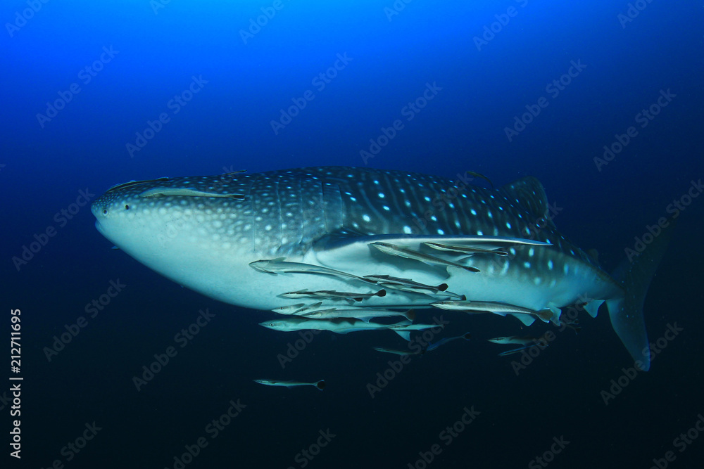 Fototapeta premium Whale Shark 
