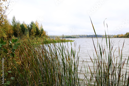 Grass near the calm lake