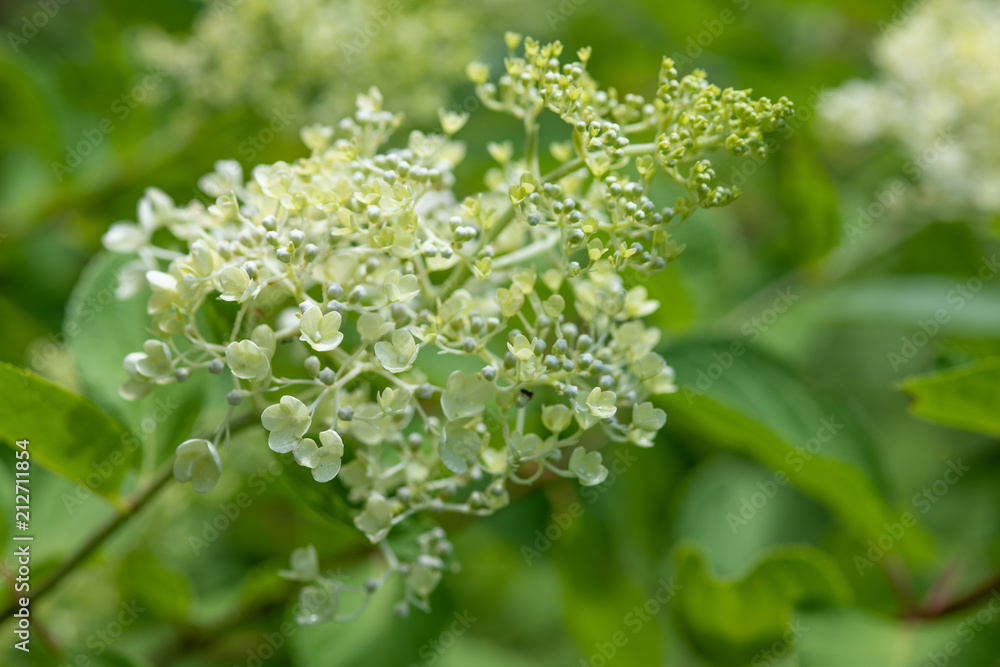 白いノリウツギの花 白いノリウツギの花