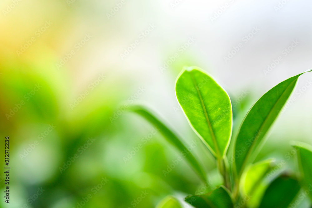 Closeup nature view of green leaf in garden at summer under sunlight,Natural green plants landscapeusing Closeup nature view of green leaf in garden at summer under sunlight,Natural green plants landscapeusing