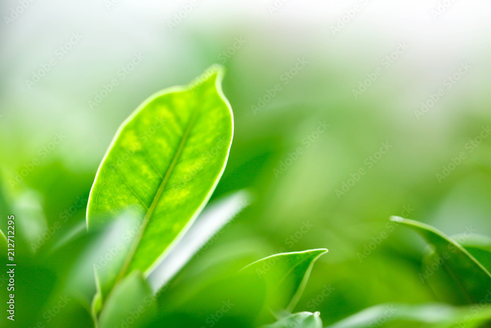 Closeup nature view of green leaf in garden at summer under sunlight,Natural green plants landscapeusing Closeup nature view of green leaf in garden at summer under sunlight,Natural green plants landscapeusing