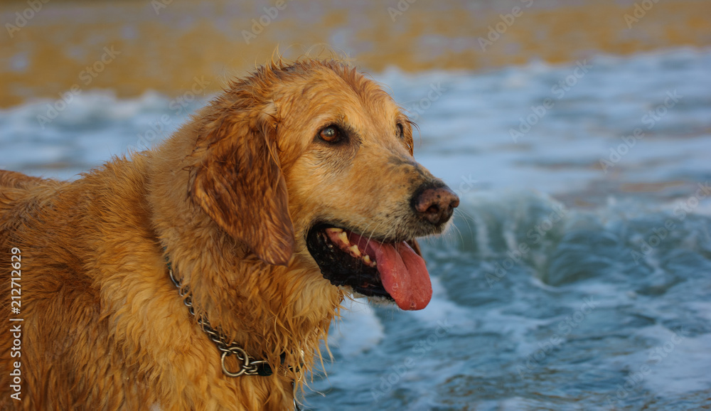 Golden Retriever dog outdoor portrait by water