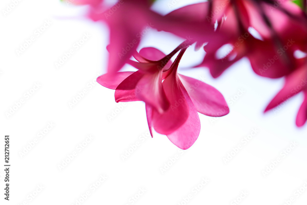 The most beatiful plumeria flower blooming on tree spa flower,Pink plumeria isolated over white background with copy space.