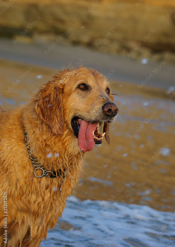 Golden Retriever dog outdoor portrait standing in water with tongue out Golden Retriever dog outdoor portrait standing in water with tongue out