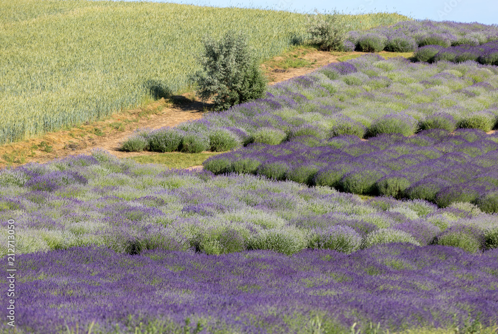 Naklejka premium Garden with the flourishing lavender