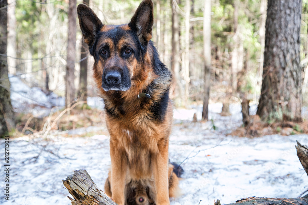Dog German Shepherd in the forest in an early spring Dog German Shepherd in the forest in an early spring