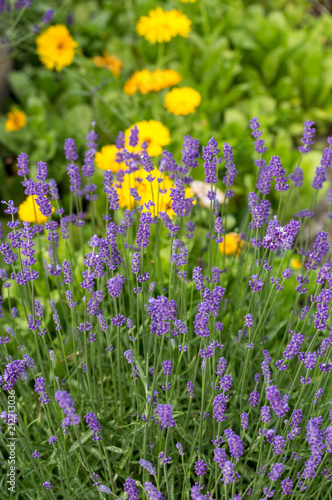 Fototapeta Naklejka Na Ścianę i Meble -  Garden with the flourishing lavender