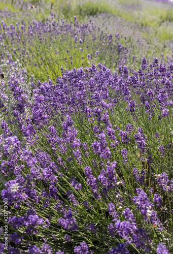 Fototapeta Naklejka Na Ścianę i Meble -  Garden with the flourishing lavender