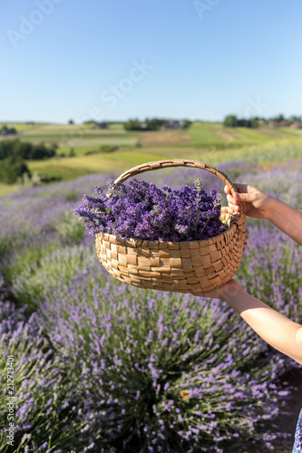 Fototapeta Naklejka Na Ścianę i Meble -  a wooden basket full of fragrant bouquets of lavender