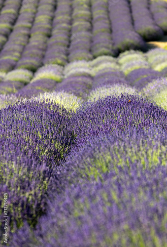 Fototapeta Naklejka Na Ścianę i Meble -  Garden with the flourishing lavender