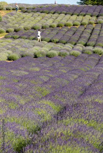 Fototapeta Naklejka Na Ścianę i Meble -  Garden with the flourishing lavender