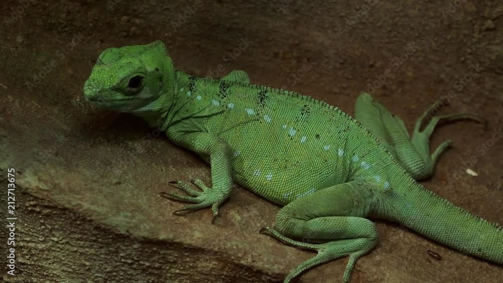 Close up view of the plumed basilisk (Basiliscus plumifrons), also called a green basilisk. Close up view of the plumed basilisk (Basiliscus plumifrons), also called a green basilisk.