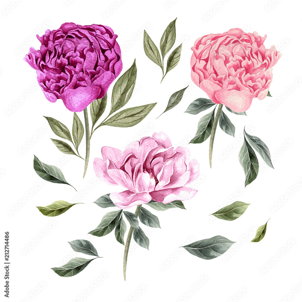 Beautiful Watercolor set with peony flowers. 