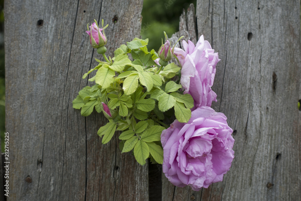 Blossoming rose hip flower against the wooden fence background