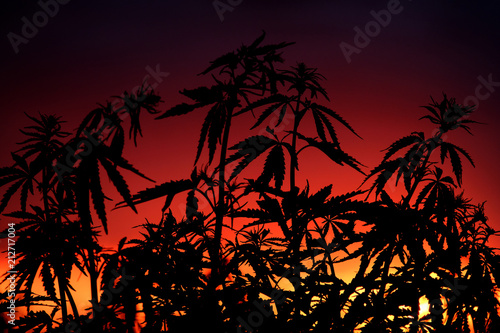 Cannabis bushes on a background of bright red sunset.