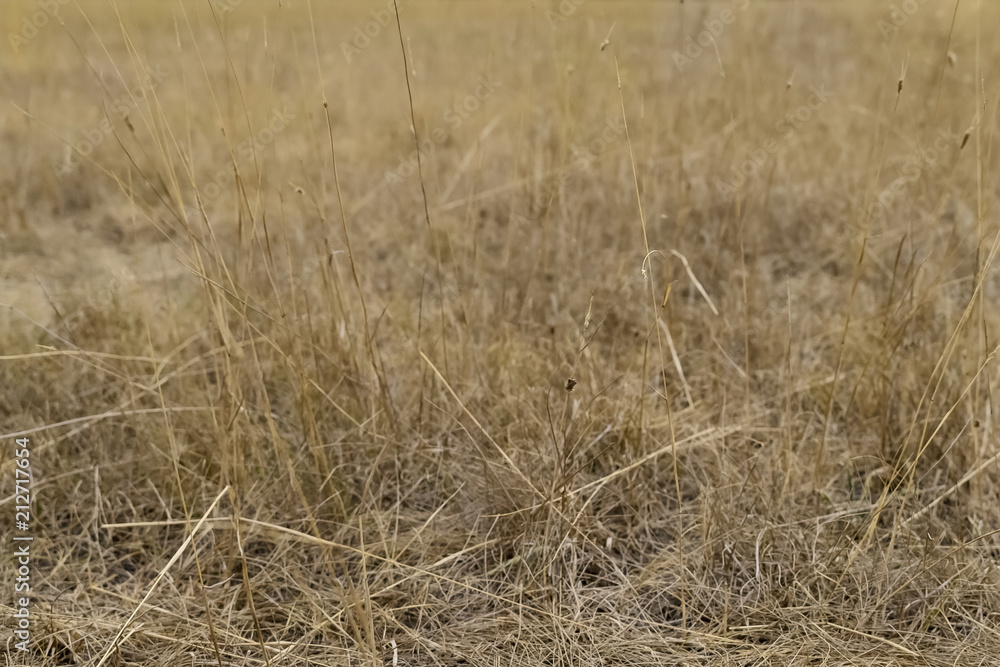 Fototapeta premium An arid summer.