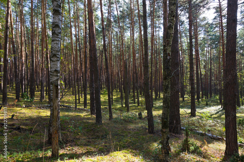 Beautiful view in the autumn forest