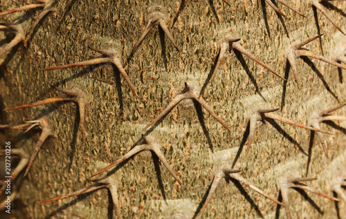 Alluaudia spines detail photo