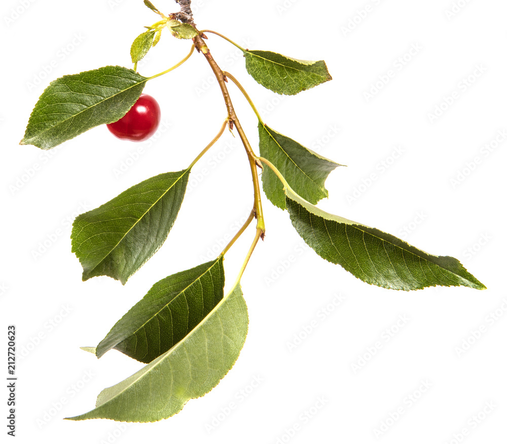 ripe cherries on a branch. isolated on white background ripe cherries on a branch. isolated on white background