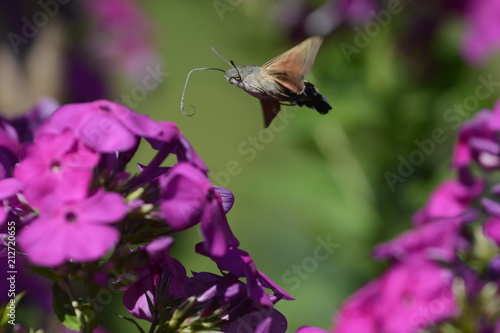Hummingbird hawk-moth or Macroglossum stellatarum flying above and sucking nectar from Phlox flower