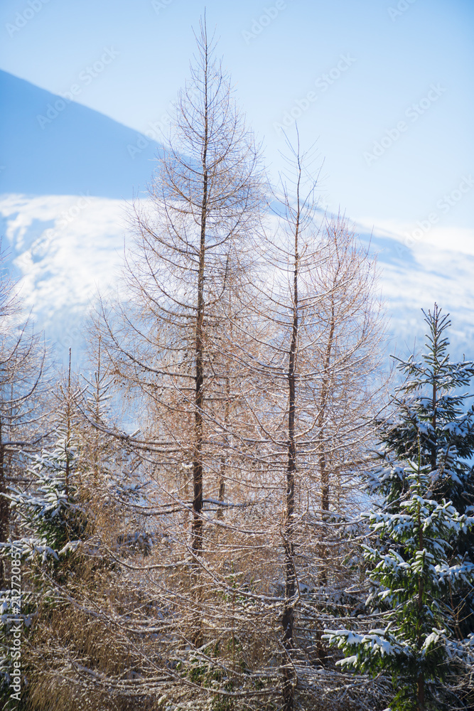 Fototapeta premium Winter snow trees