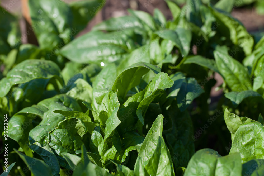 Spinach growing from composted soil in a home garden Spinach growing from composted soil in a home garden