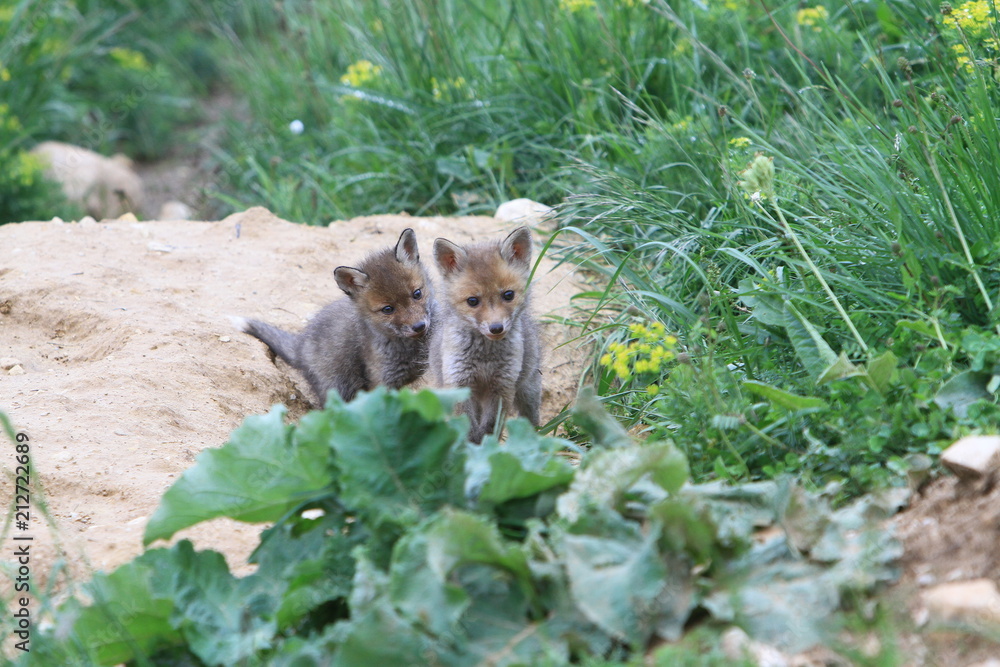 Fototapeta premium 2 renardeaux devant leur terrier
