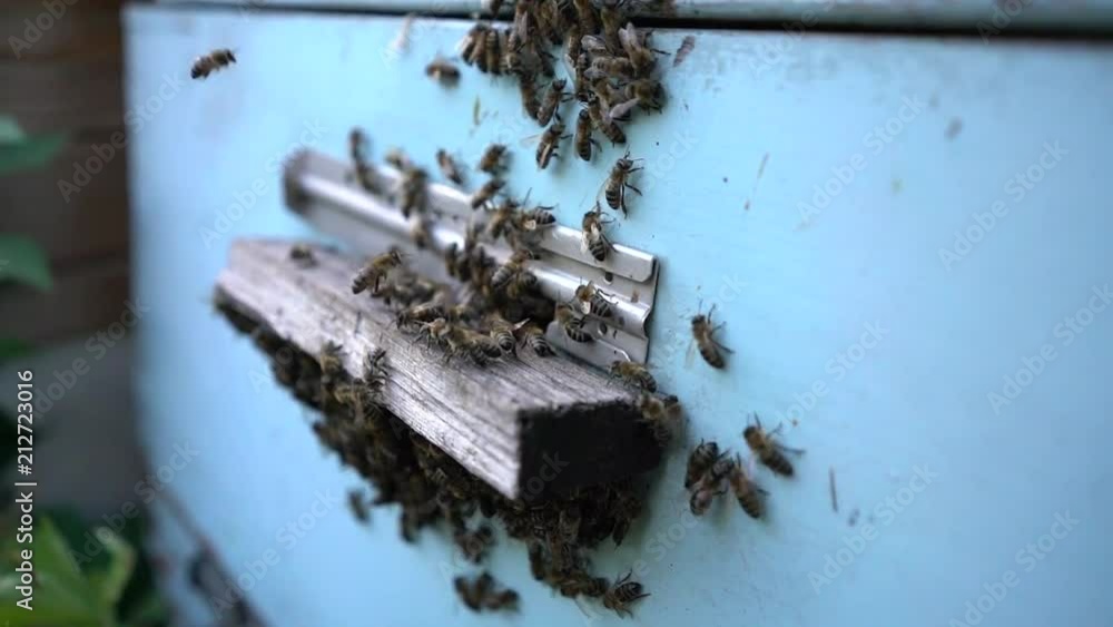 Honey bees infront of hive enterence Honey bees infront of hive enterence