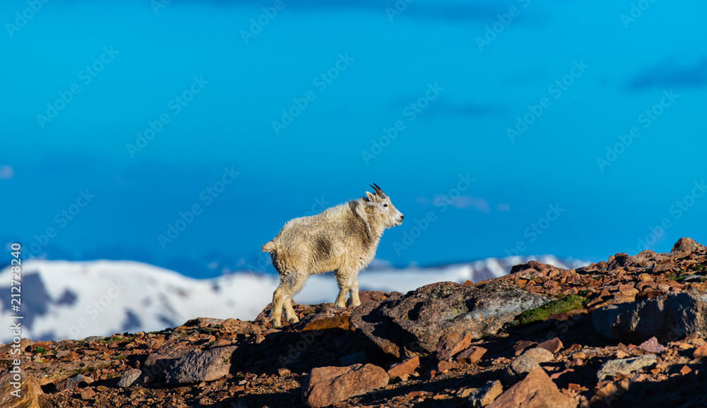 An Adult Mountain Goat Heading Up a Mountain in the Colorado Rockies An Adult Mountain Goat Heading Up a Mountain in the Colorado Rockies