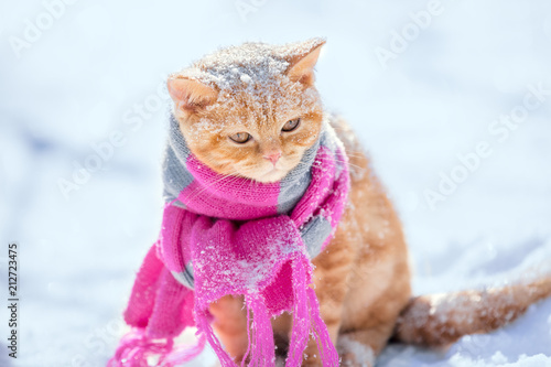 Portrait of the little red kitten wearing knitted scarf outdoors in winter