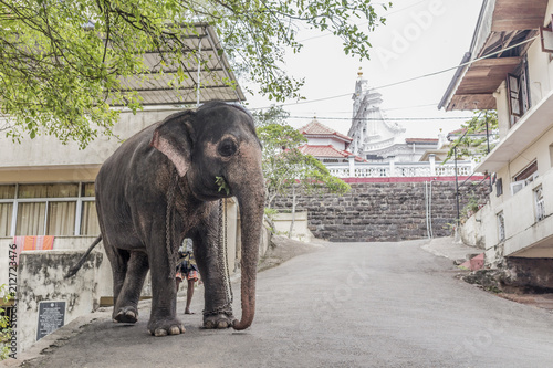 Sri Lanka Tempel Elefant