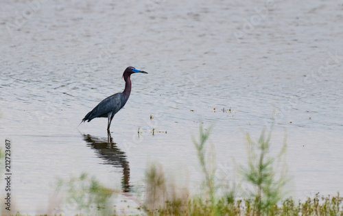 A Little Blue Heron Wading on a Lake Searching For Food